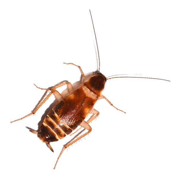 Brown-Banded Cockroach identification in Northern New Jersey |  Eastern Pest Services