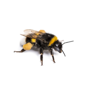 Bumblebee identification in Northern New Jersey |  Eastern Pest Services