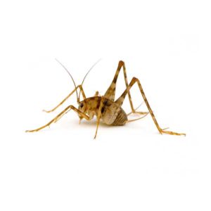 Camel Cricket identification in Northern New Jersey |  Eastern Pest Services