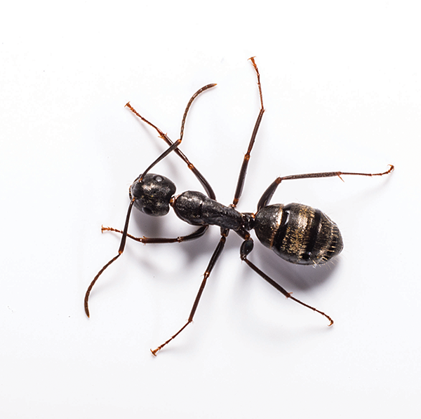 Carpenter Ant identification in Northern New Jersey |  Eastern Pest Services