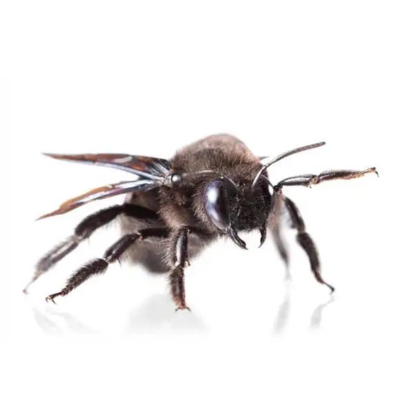 Carpenter Bee on a white background - Keep pests away from your home with Eastern Pest Services in North Jersey