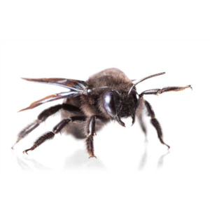 Carpenter Bee identification in Northern New Jersey |  Eastern Pest Services