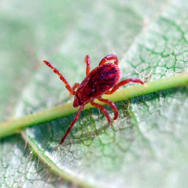 Chigger Mite identification in Northern New Jersey |  Eastern Pest Services