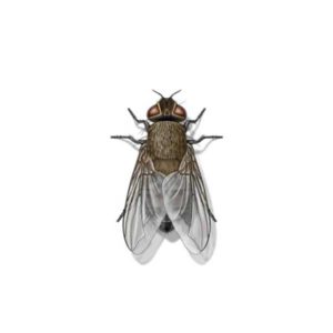 Cluster Fly identification in Northern New Jersey |  Eastern Pest Services