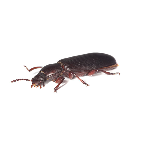 Confused Flour Beetle identification in Northern New Jersey |  Eastern Pest Services
