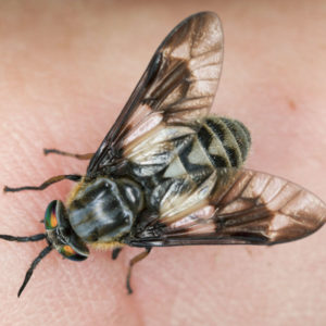 Deer Fly identification in Northern New Jersey |  Eastern Pest Services
