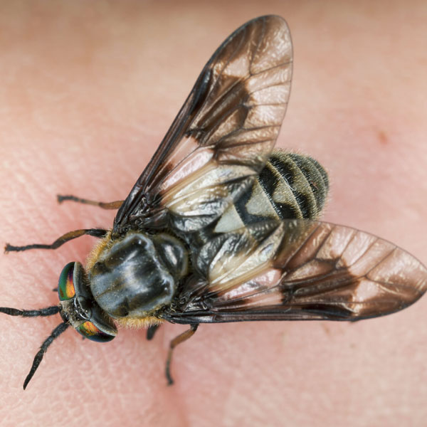 Deer Fly identification in Northern New Jersey |  Eastern Pest Services