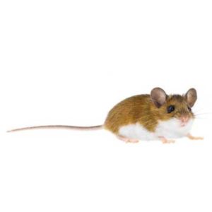 Deer Mouse identification in Northern New Jersey |  Eastern Pest Services