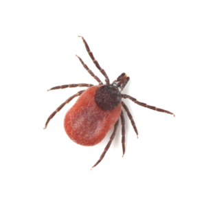 Deer Tick identification in Northern New Jersey |  Eastern Pest Services