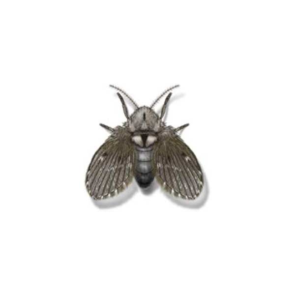 Drain Fly identification in Northern New Jersey |  Eastern Pest Services