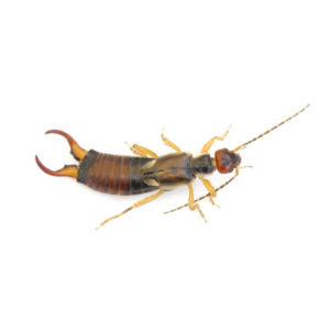 Earwig identification in Northern New Jersey |  Eastern Pest Services