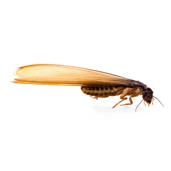 Eastern Subterranean Termite identification in Northern New Jersey |  Eastern Pest Services