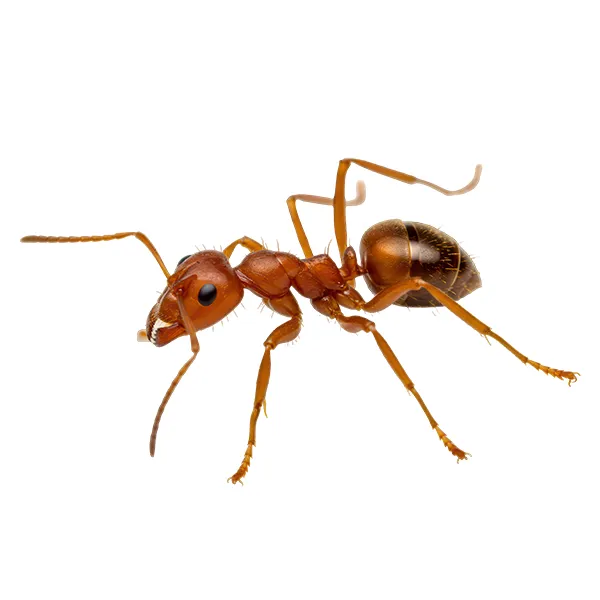 Fire Ant on a white background - Keep pests away from your home with Eastern Pest Services in North Jersey