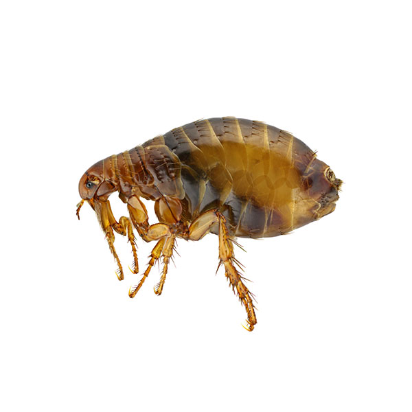 Flea identification in Northern New Jersey |  Eastern Pest Services