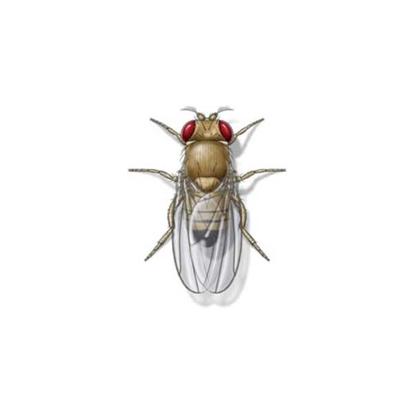 Fruit Fly identification in Northern New Jersey |  Eastern Pest Services