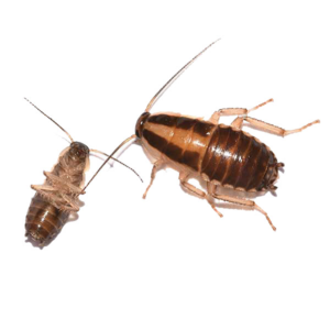 German Cockroach identification in Northern New Jersey |  Eastern Pest Services
