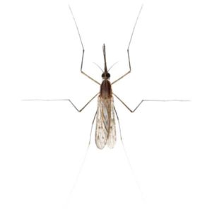 Gnat identification in Northern New Jersey |  Eastern Pest Services