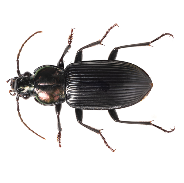 Ground Beetle identification in Northern New Jersey |  Eastern Pest Services