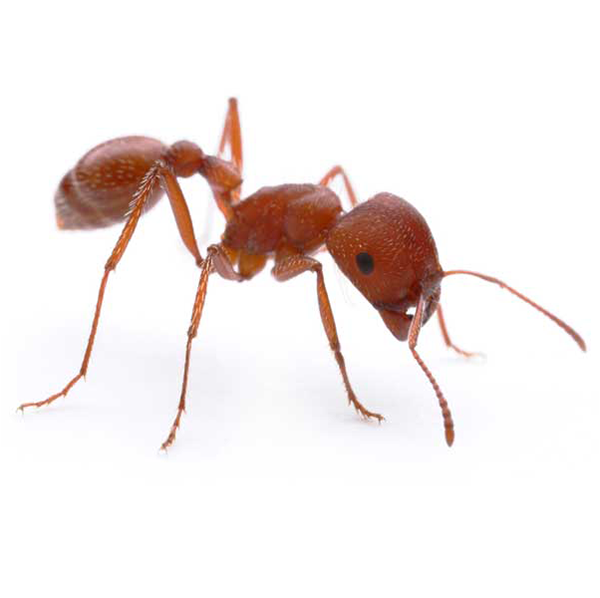 Harvester Ant identification in Northern New Jersey |  Eastern Pest Services