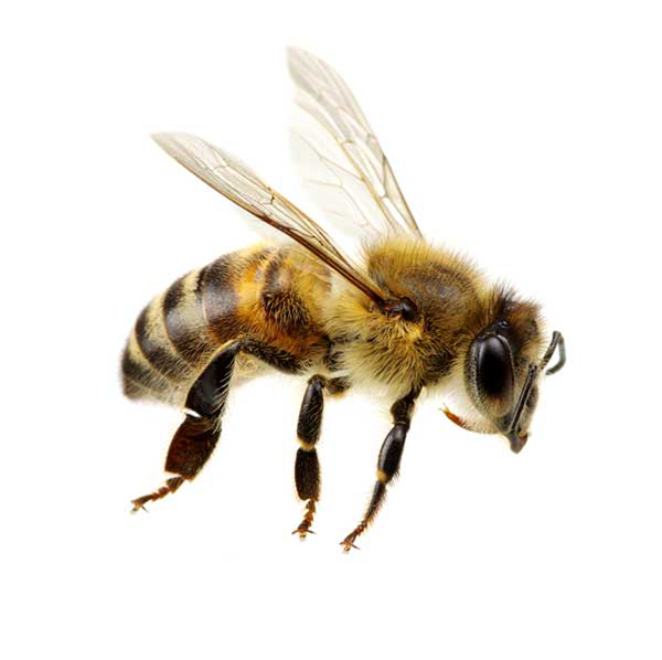 Honey Bee identification in Northern New Jersey |  Eastern Pest Services