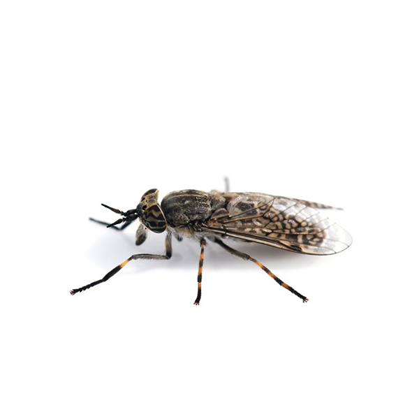 Horse Fly identification in Northern New Jersey |  Eastern Pest Services