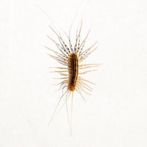House Centipede identification in Northern New Jersey |  Eastern Pest Services