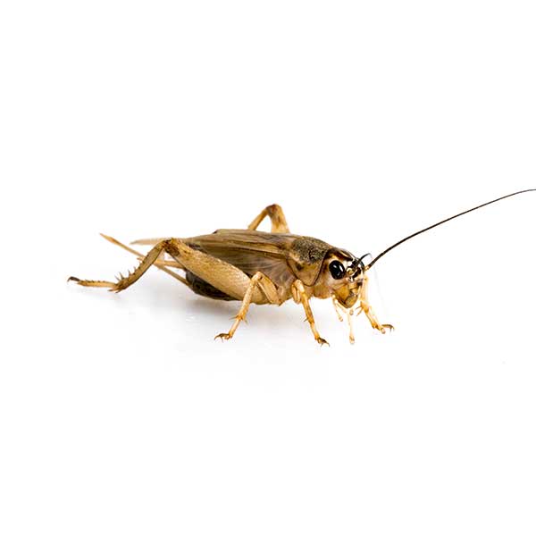 House Cricket identification in Northern New Jersey |  Eastern Pest Services