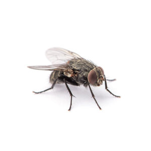 House Fly identification in Northern New Jersey |  Eastern Pest Services