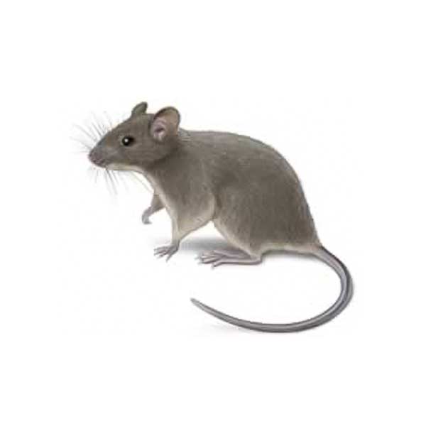 House Mouse identification in Northern New Jersey |  Eastern Pest Services