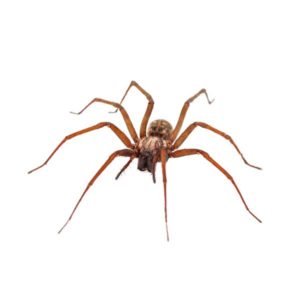 House Spider identification in Northern New Jersey |  Eastern Pest Services