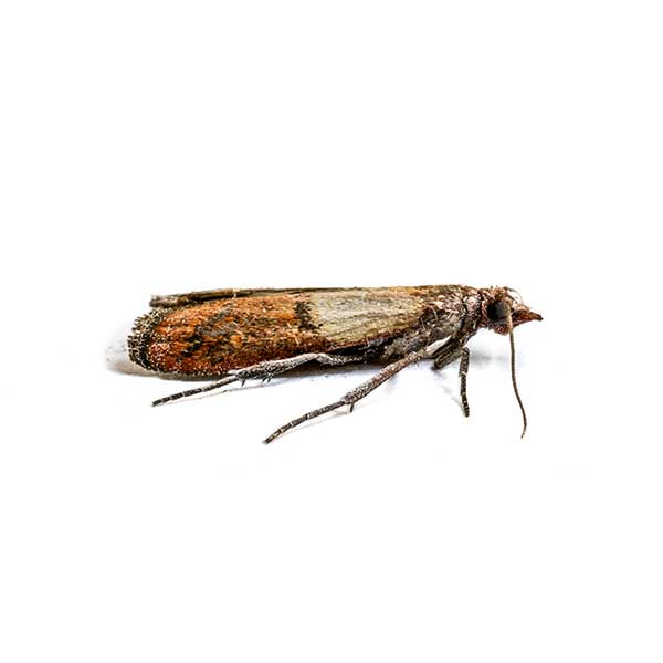 Indian Meal Moth identification in Northern New Jersey |  Eastern Pest Services