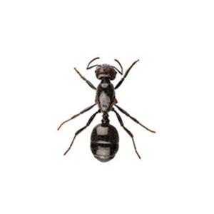 Little Black Ant identification in Northern New Jersey |  Eastern Pest Services