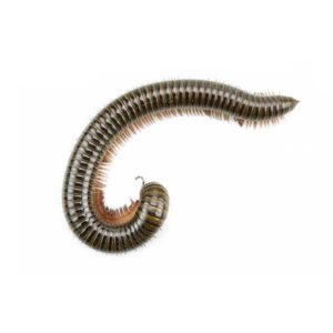 Millipede identification in Northern New Jersey |  Eastern Pest Services