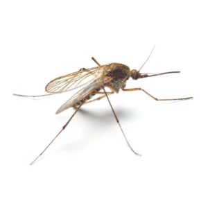 Mosquito identification in Northern New Jersey |  Eastern Pest Services