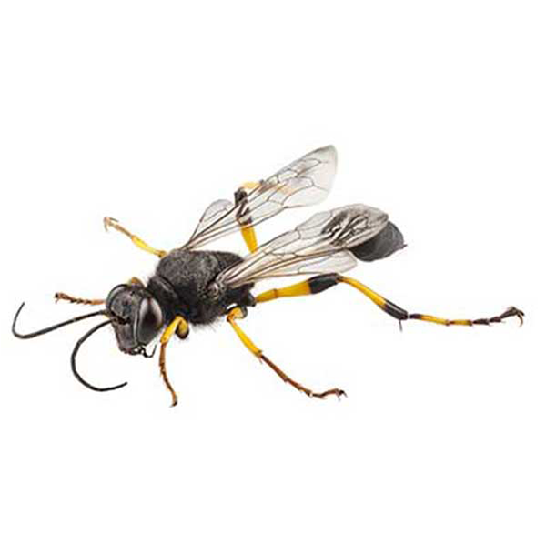 Mud Dauber identification in Northern New Jersey |  Eastern Pest Services