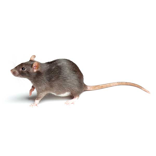 Norway Rat identification in Northern New Jersey |  Eastern Pest Services