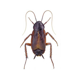 Oriental Cockroach identification in Northern New Jersey |  Eastern Pest Services