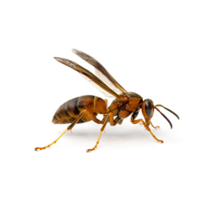 Paper Wasp identification in Northern New Jersey |  Eastern Pest Services