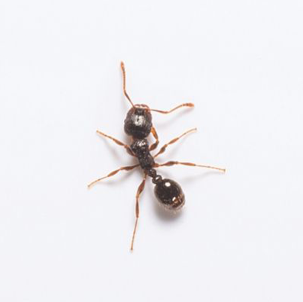 Pavement Ant identification in Northern New Jersey |  Eastern Pest Services