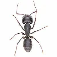 Carpenter Ant