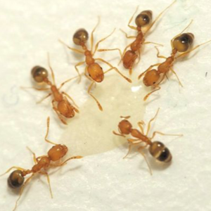 Pharaoh Ant identification in Northern New Jersey |  Eastern Pest Services