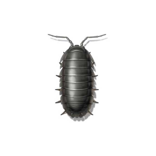 Pill Bug (Sowbug) on a white background - Keep pests away from your home with Eastern Pest Services in North Jersey