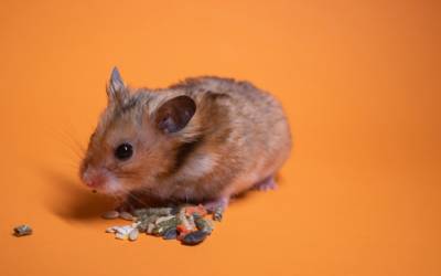 mouse near seeds on an orange background