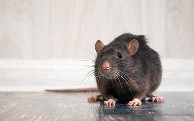 Rodent Exclusion for New Jersey Homes in your area