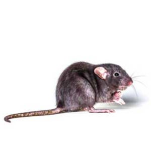 Roof Rat identification in Northern New Jersey |  Eastern Pest Services