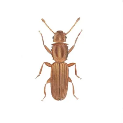 Sawtoothed Grain Beetle