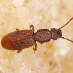 Sawtoothed Grain Beetle identification in Northern New Jersey |  Eastern Pest Services