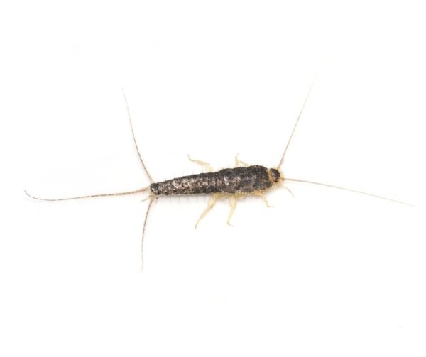 Silverfish identification in Northern New Jersey |  Eastern Pest Services