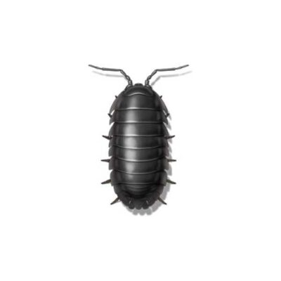 Sow Bug