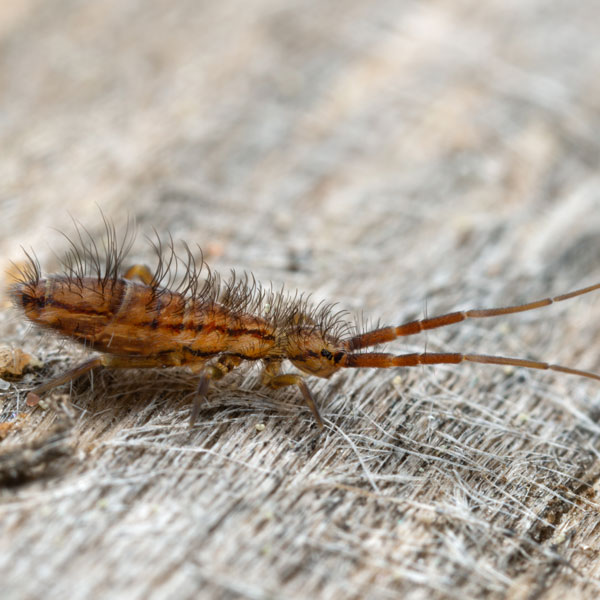 Springtail identification in Northern New Jersey |  Eastern Pest Services